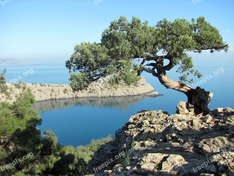 Crimea Sea Tree Summer Black Sea