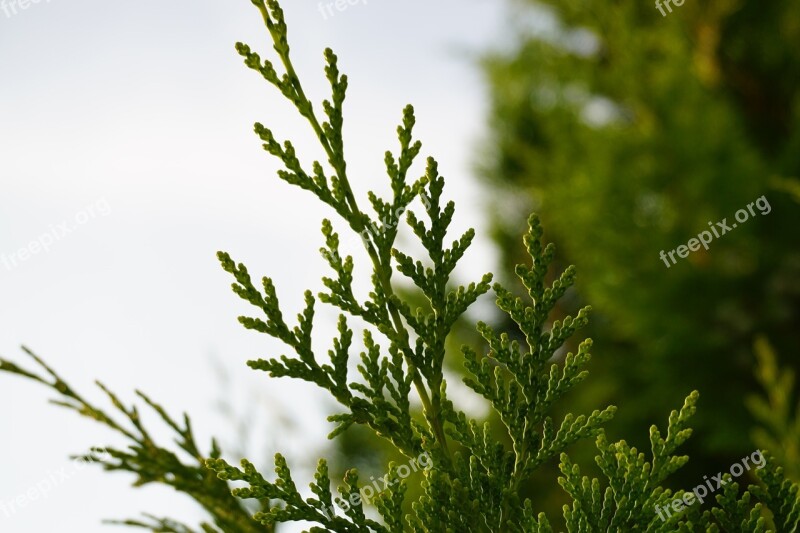 Conifer Softwood Pine Greenhouse Branch Close Up