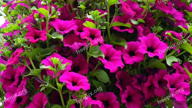 Flower Pink Pink Flowers Nature Spring