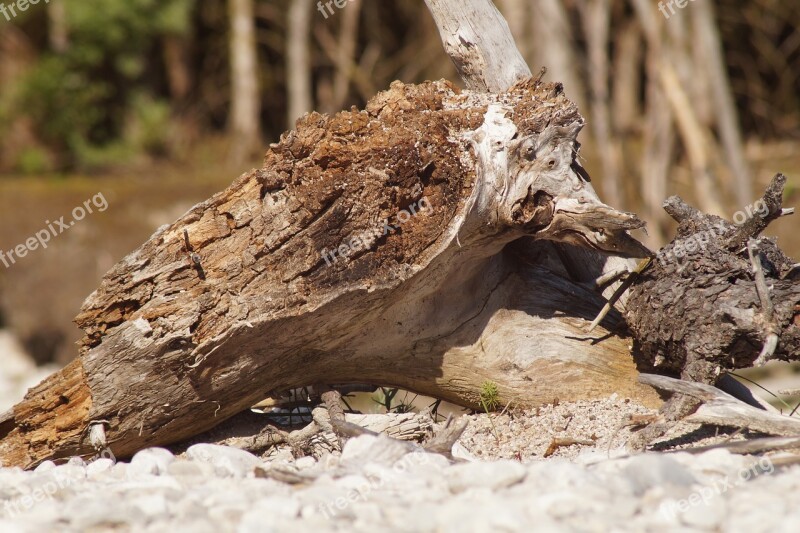 Tree Stump Root Fell Down Mood Mis Shapen