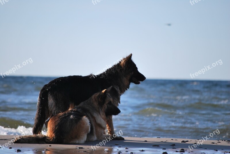 Dog Water The Baltic Sea Sheep-dog Free Photos