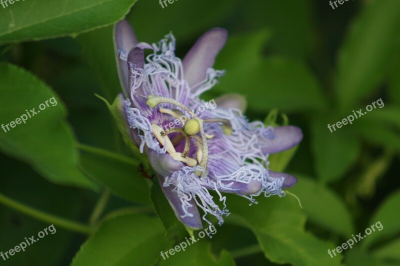 Passion Flower Passion Vine Passiflora Flower Purple