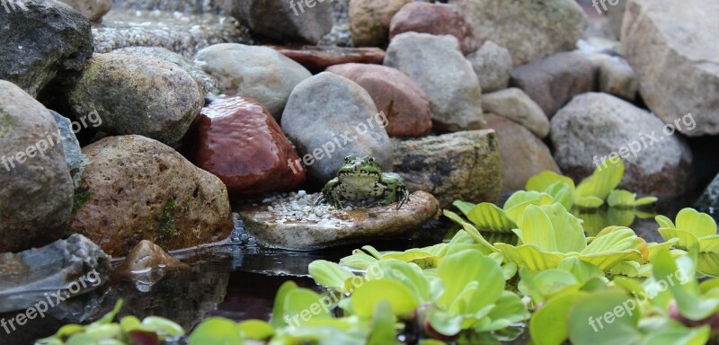 Frog Animal Green Pond Water