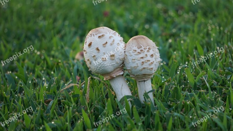 Mushroom Nature White Park Harvest