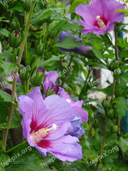 Hibiscus Hedge Flowers Summer Garden