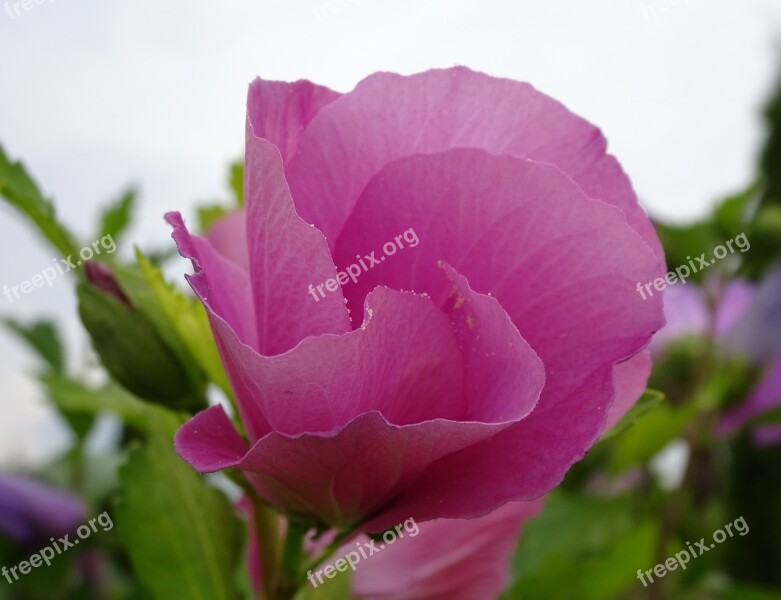 Hibiscus Pink Garden Hedge Blossom