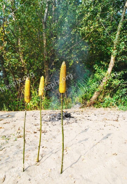 Roasted Corn Nature Stick Food Natural Food