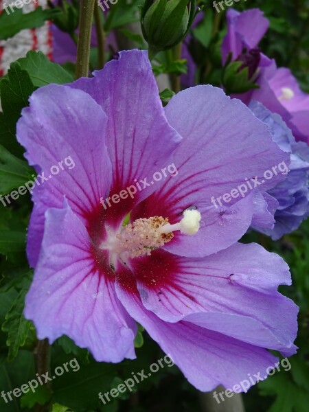 Hibiscus Blossom Bloom Purple Summer