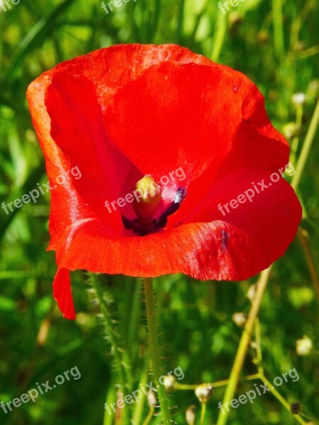 Poppy Flower Meadow Red Meadow Red Poppy