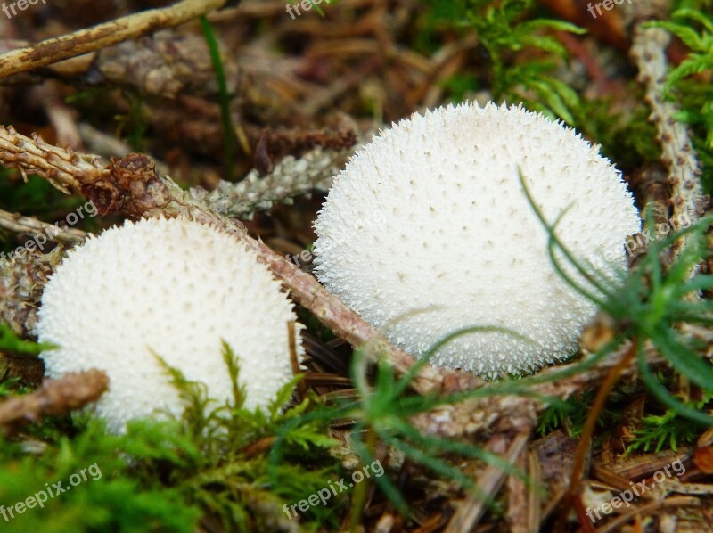 Bovist Bottle Umbrinum Bottle Bovist Mushroom Mushroom Dust