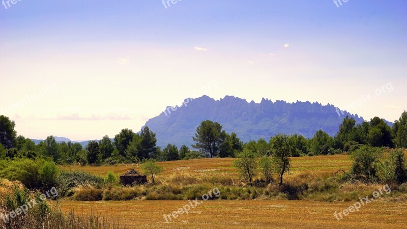 Crop Fields Wheat Agriculture Harvest Spikes