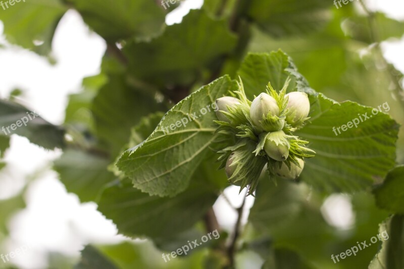 Hazelnuts Green Wild Branch Bunch