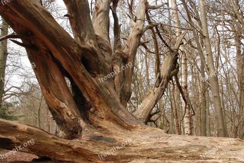 Tree Root Bald Stump Nature