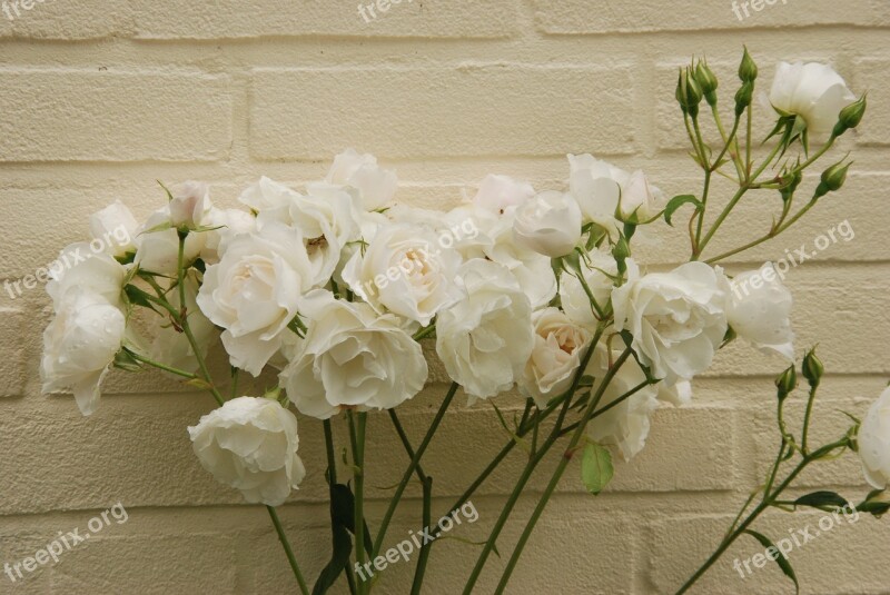 Rose White Wall Flora Plant