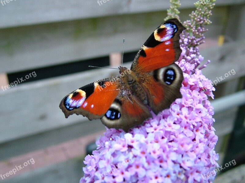 Butterfly Peacock Flower Bug Animal