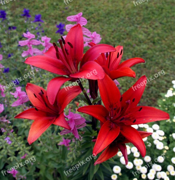 Flowers Lilies Iris Nature Meadow