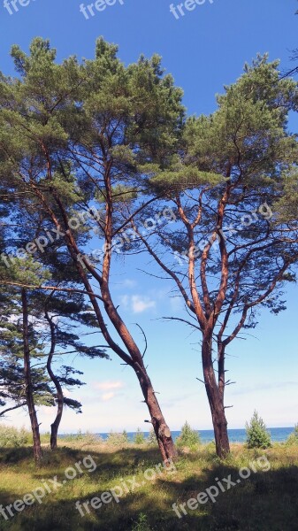 Trees Baltic Sea Beach Bank Holiday Mood