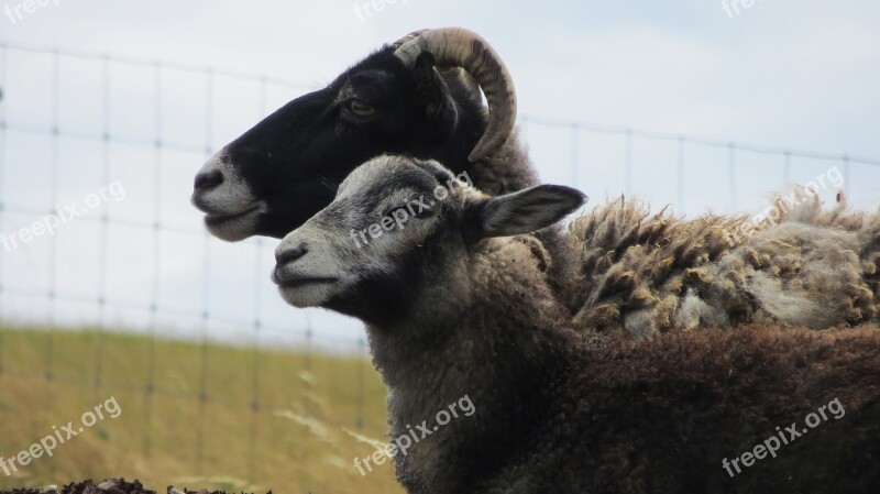 Goats Mutton Sheep Blocks Pasture