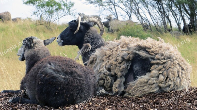 Goats Mutton Sheep Blocks Pasture