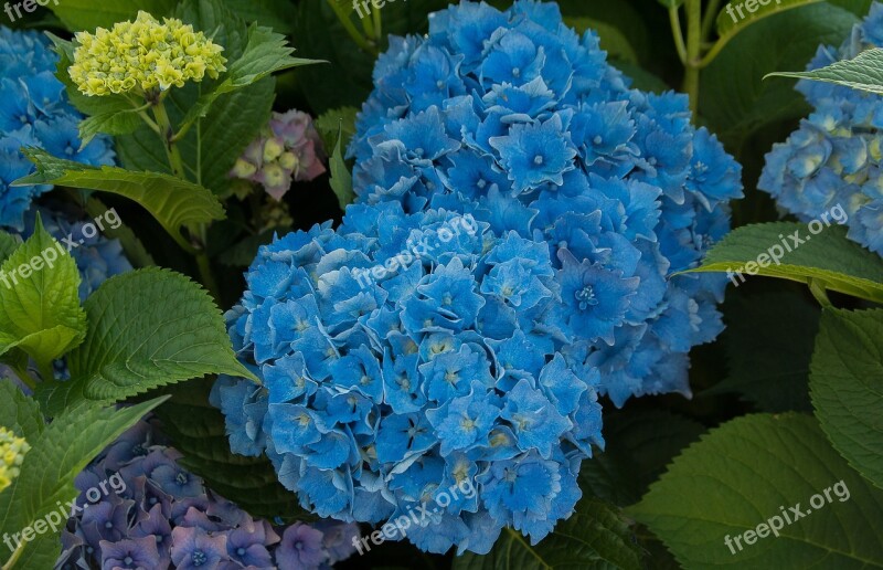 Flowers Hydrangeas Garden Plant Brittany