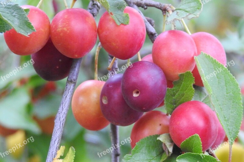 Cherry Plum Yellow Plums Fruit Branch Summer