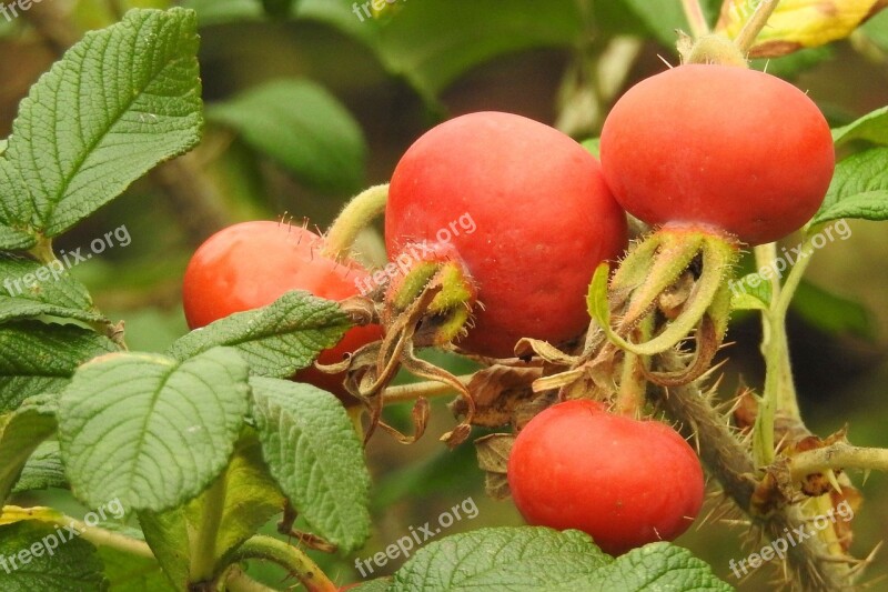 Potato Rose Fruit Summer Red Bush