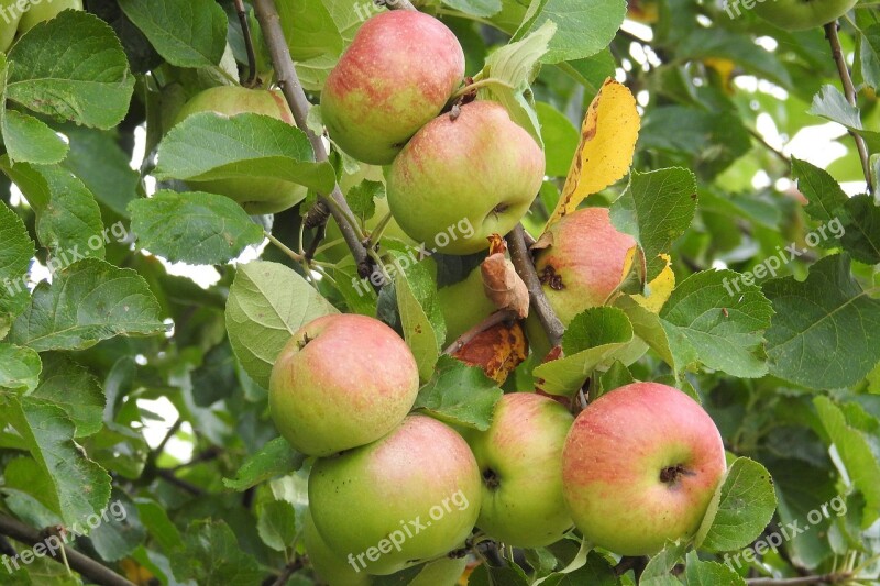 Apple Apple Tree Fruit Nature Food