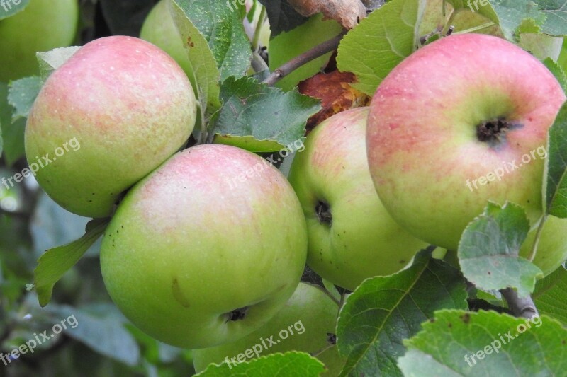 Apple Apple Tree Fruit Nature Food