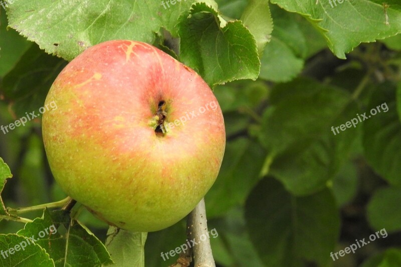 Apple Apple Tree Fruit Nature Food