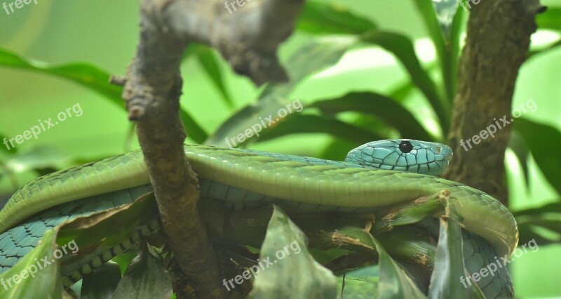 Green Mamba Dendroaspis Viridis Real Poison Snakes Snakes - And Viper-like Elapidae