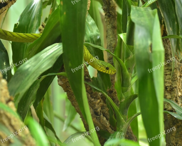 Green Mamba Dendroaspis Viridis Real Poison Snakes Snakes - And Viper-like Elapidae