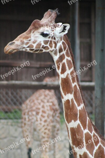 Zoo Safari Dvur Kralove Nad Labem Giraffe Free Photos