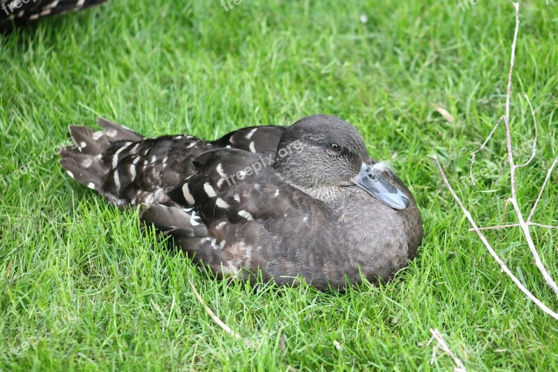 Duck Zoo Safari Dvur Kralove Nad Labem Free Photos