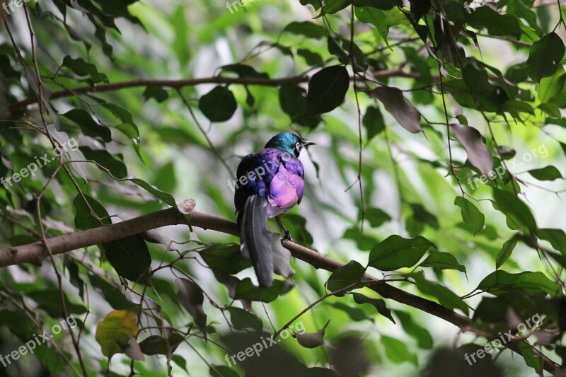 Zoo Safari Dvur Kralove Nad Labem Colorful Bird Bird