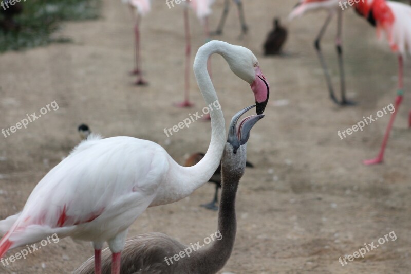 Flamingos Zoo Safari Dvur Kralove Nad Labem Feeding