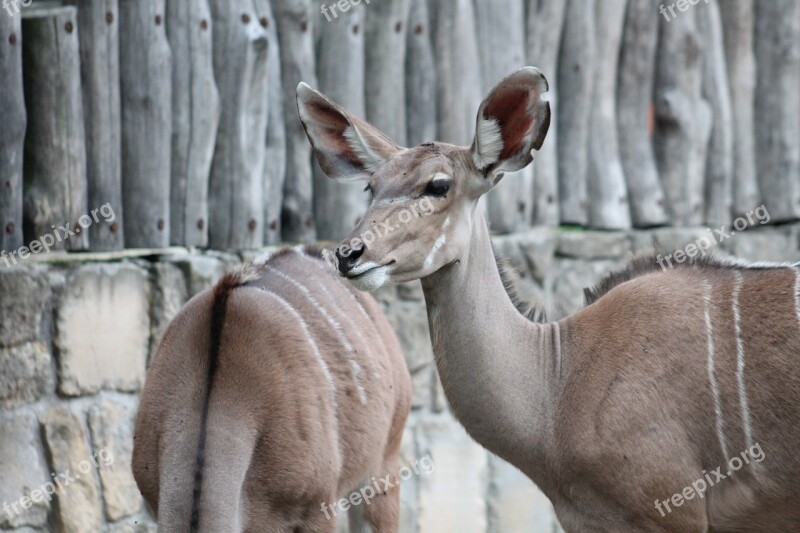 Zoo Safari Dvur Kralove Nad Labem Wildebeest Free Photos