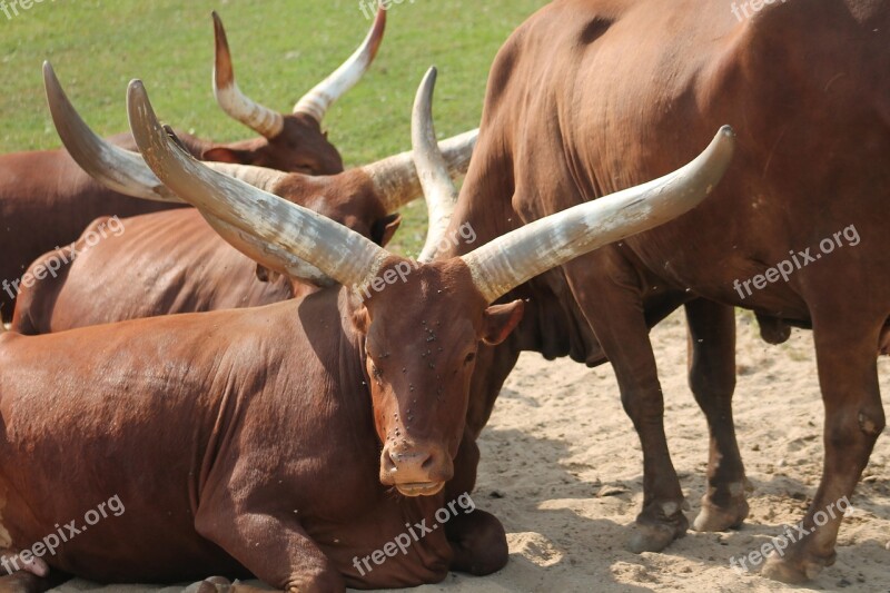 Buffalo Zoo Safari Dvur Kralove Nad Labem Animal