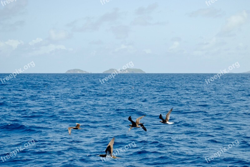 Grenada Caribbean Island West Indies Sea