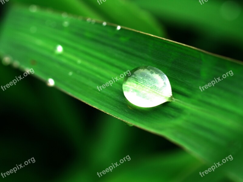 Water Drops Leaf Grass Green