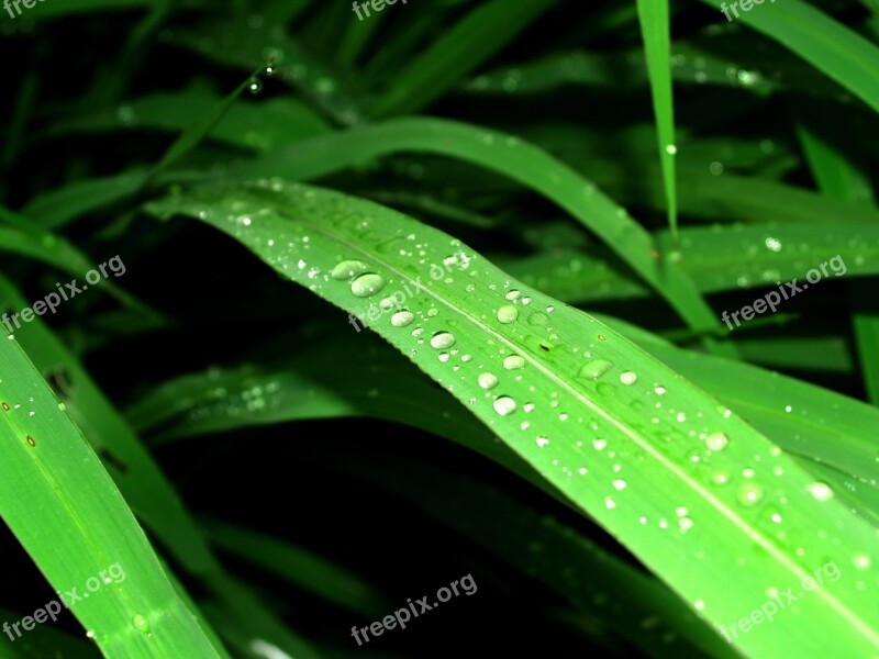 Water Drops Leaf Grass Green