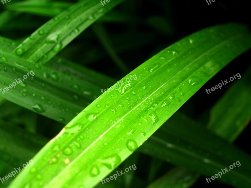 Water Drops Leaf Grass Green