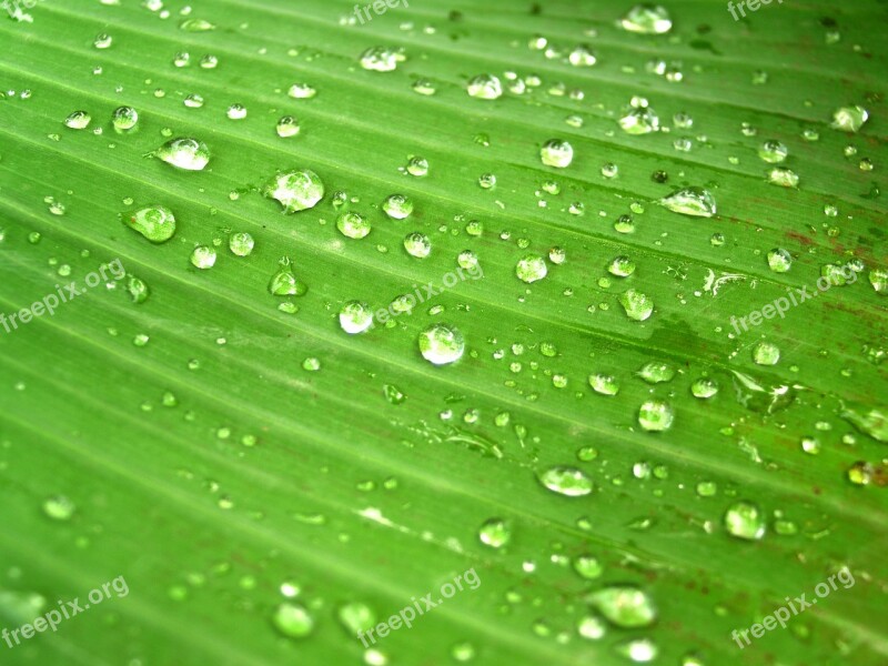 Water Drops Leaf Grass Green