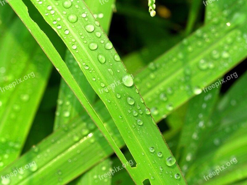 Water Drops Leaf Grass Green