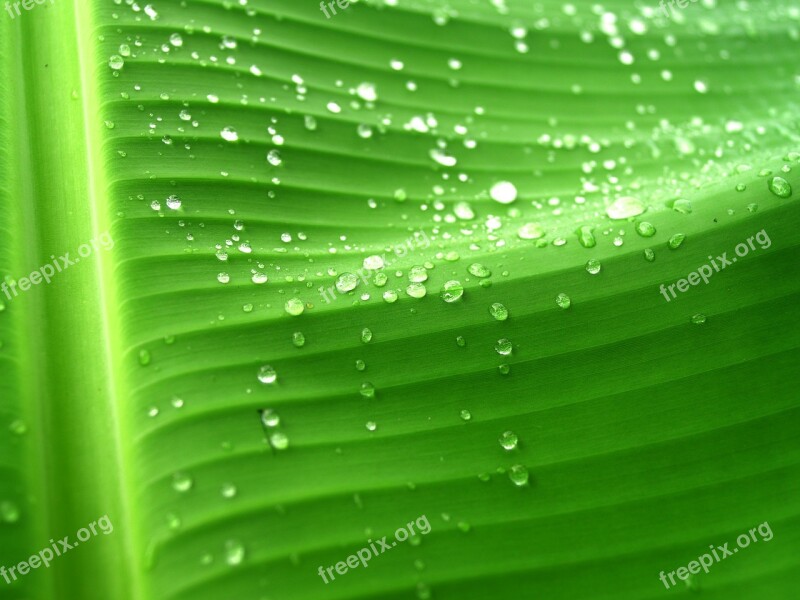 Water Drops Leaf Grass Green