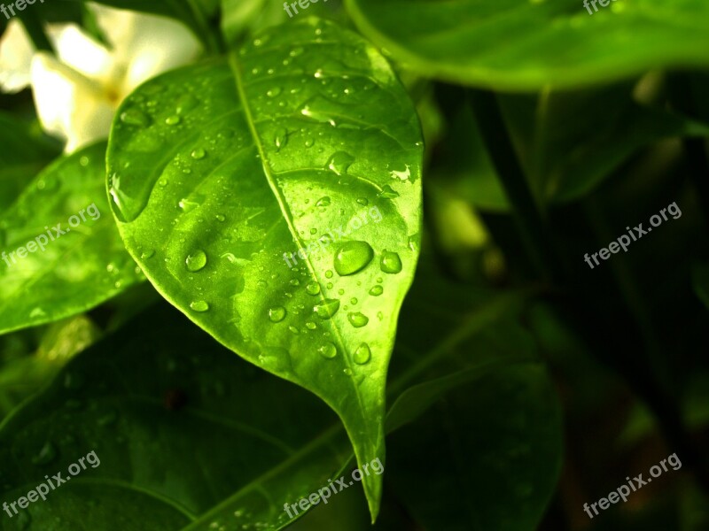 Water Drops Leaf Grass Green