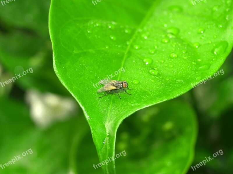 Water Drops Leaf Grass Green