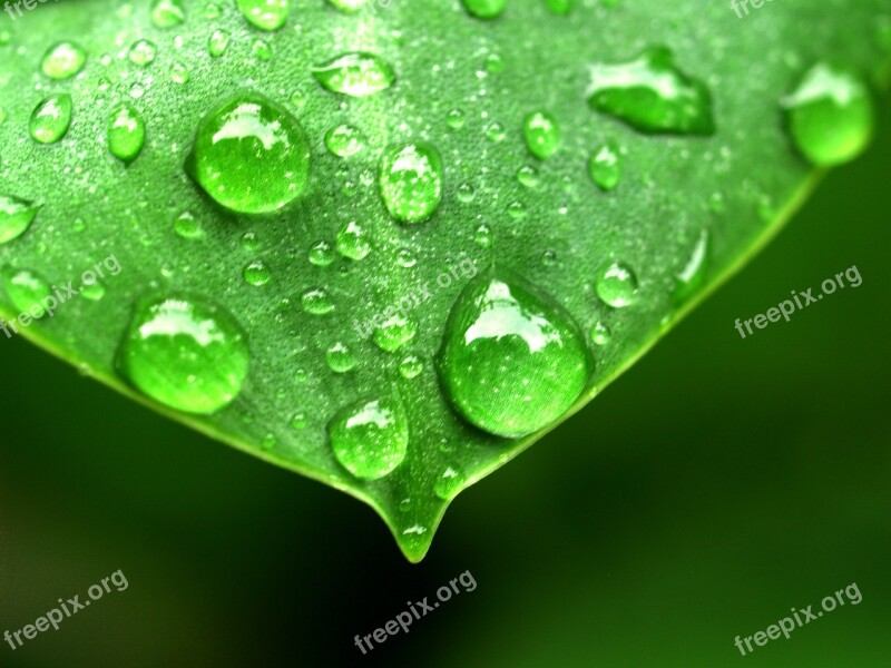 Water Drops Leaf Grass Green