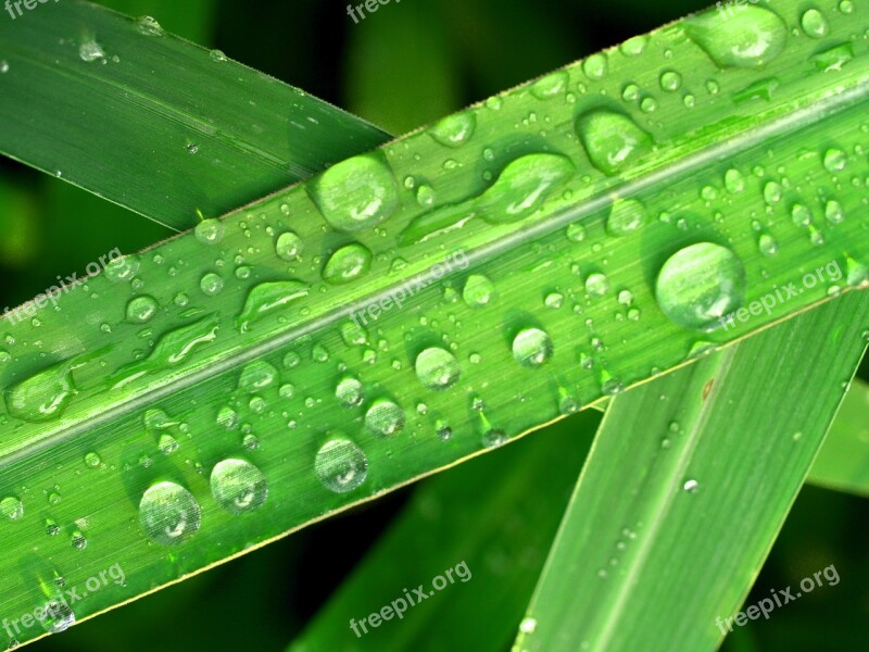 Water Drops Leaf Grass Green