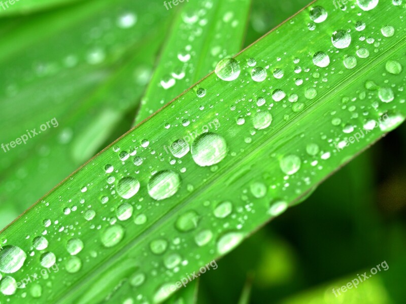 Water Drops Leaf Grass Green