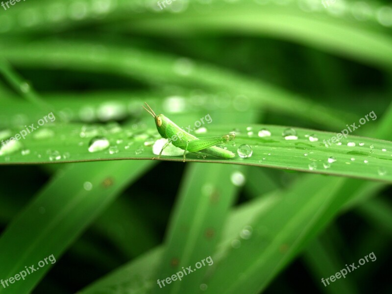 Water Drops Leaf Grass Green